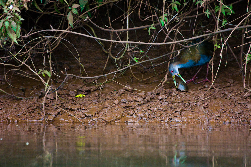 Slaty-Backed Wood-Rail Along Shore